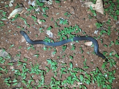 Uropeltis