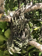 Tillandsia tricholepis