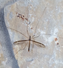 Tipula tricolor