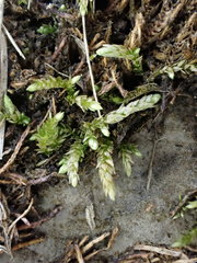 Rhynchostegium murale