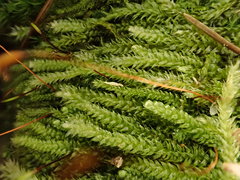 Herzogiella seligeri