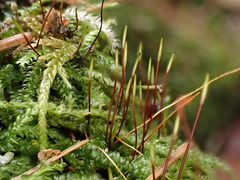 Herzogiella seligeri