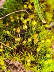 Weissia brachycarpa
