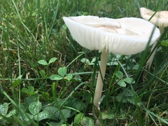 Agaricales