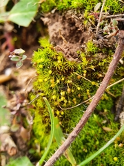Weissia brachycarpa