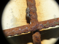 Naubolus