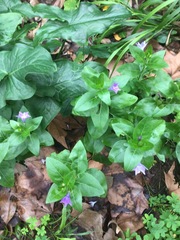 Vinca difformis