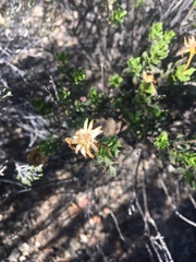 Dimorphotheca cuneata
