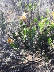 Dimorphotheca cuneata