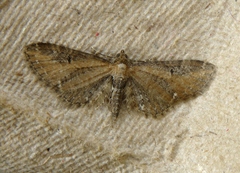 Eupithecia assimilata