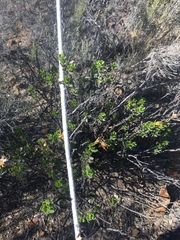 Dimorphotheca cuneata