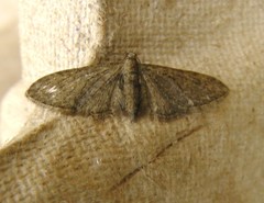 Eupithecia vulgata