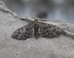 Eupithecia abbreviata