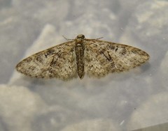 Eupithecia abbreviata