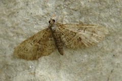 Eupithecia abbreviata
