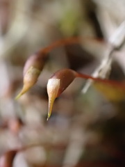 Rhynchostegium murale