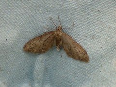 Eupithecia abbreviata