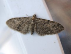 Eupithecia dodoneata