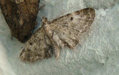 Eupithecia dodoneata