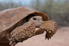 Gopherus evgoodei