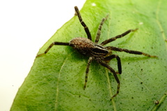 Zora manicata