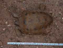 Gopherus evgoodei