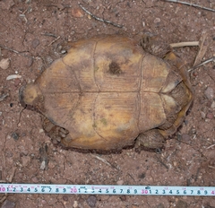 Gopherus evgoodei