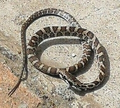 Mastigodryas pulchriceps