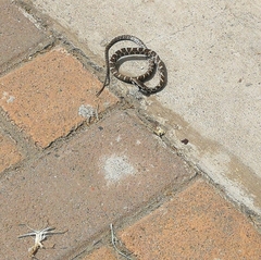 Mastigodryas pulchriceps