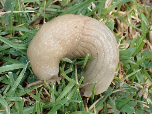 Polytoxon robustum