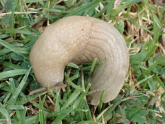 Urocyclidae