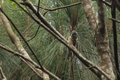 Pteruthius aeralatus