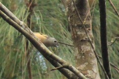 Pteruthius aeralatus