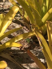 Aechmea blanchetiana