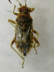 Brachycarenus tigrinus