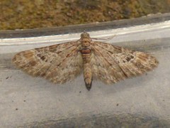 Gymnoscelis rufifasciata