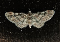 Gymnoscelis rufifasciata