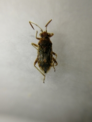 Brachycarenus tigrinus