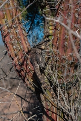 Ctenosaura macrolopha