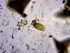 Paramecium bursaria