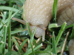 Urocyclidae