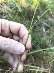 Scleria oligantha