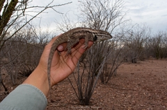 Sceloporus magister