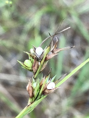 Scleria oligantha