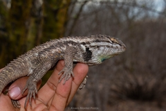 Sceloporus magister