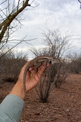 Sceloporus magister