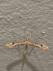 Pterophoridae