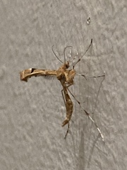 Pterophoridae