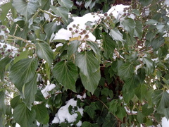 Hedera helix