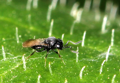 Trissolcus